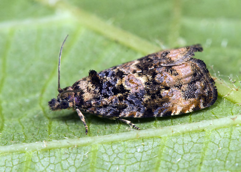 Tortricidae: Endothenia oblongana ?.... Endothenia sp. (oblongana o marginana)